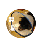 甲斐犬の海里さん（個別スタンプ：12）