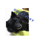 甲斐犬の海里さん（個別スタンプ：13）
