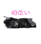 甲斐犬の海里さん（個別スタンプ：15）