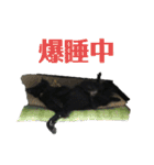 甲斐犬の海里さん（個別スタンプ：16）