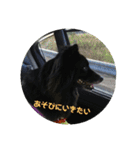 甲斐犬の海里さん（個別スタンプ：18）