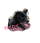 甲斐犬の海里さん（個別スタンプ：19）