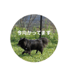 甲斐犬の海里さん（個別スタンプ：20）