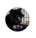 甲斐犬の海里さん（個別スタンプ：22）