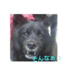 甲斐犬の海里さん（個別スタンプ：23）