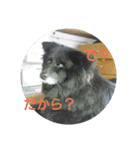 甲斐犬の海里さん（個別スタンプ：24）