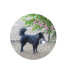 甲斐犬の海里さん（個別スタンプ：25）