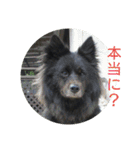 甲斐犬の海里さん（個別スタンプ：26）