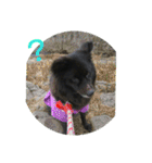 甲斐犬の海里さん（個別スタンプ：27）