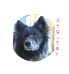 甲斐犬の海里さん（個別スタンプ：28）