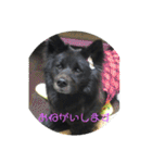 甲斐犬の海里さん（個別スタンプ：29）