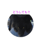 甲斐犬の海里さん（個別スタンプ：31）
