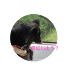 甲斐犬の海里さん（個別スタンプ：32）