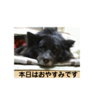 甲斐犬の海里さん（個別スタンプ：33）
