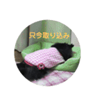 甲斐犬の海里さん（個別スタンプ：34）