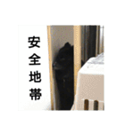 甲斐犬の海里さん（個別スタンプ：35）
