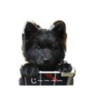 甲斐犬の海里さん（個別スタンプ：37）