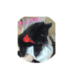 甲斐犬の海里さん（個別スタンプ：39）