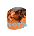 あちゃゴン（個別スタンプ：2）