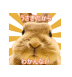 きなんぷ（個別スタンプ：1）