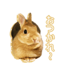きなんぷ（個別スタンプ：7）
