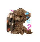 トイプードルのむぅちゃん♡（個別スタンプ：4）