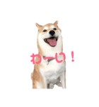虎徹さん（個別スタンプ：5）