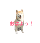 虎徹さん（個別スタンプ：8）