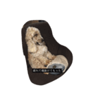 English cocker spanielのmouton #1（個別スタンプ：1）