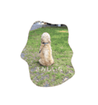 English cocker spanielのmouton #1（個別スタンプ：2）