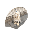 English cocker spanielのmouton #1（個別スタンプ：3）