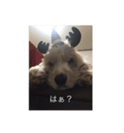 English cocker spanielのmouton #1（個別スタンプ：4）