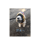English cocker spanielのmouton #1（個別スタンプ：6）