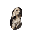 English cocker spanielのmouton #1（個別スタンプ：10）