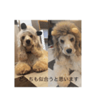 English cocker spanielのmouton #1（個別スタンプ：11）