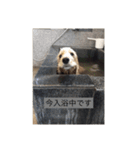 English cocker spanielのmouton #1（個別スタンプ：12）