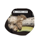 English cocker spanielのmouton #1（個別スタンプ：13）