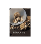 English cocker spanielのmouton #1（個別スタンプ：14）