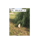 English cocker spanielのmouton #1（個別スタンプ：15）