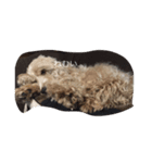 English cocker spanielのmouton #1（個別スタンプ：16）