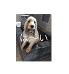 English cocker spanielのmouton #1（個別スタンプ：18）