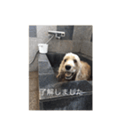 English cocker spanielのmouton #1（個別スタンプ：19）