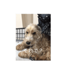 English cocker spanielのmouton #1（個別スタンプ：20）