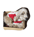 English cocker spanielのmouton #1（個別スタンプ：22）