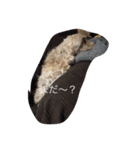 English cocker spanielのmouton #1（個別スタンプ：23）