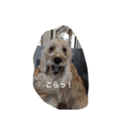 English cocker spanielのmouton #1（個別スタンプ：24）