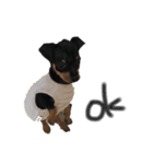 愛犬【マロンくん】（個別スタンプ：1）