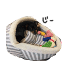 愛犬【マロンくん】（個別スタンプ：3）