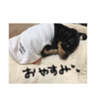 愛犬【マロンくん】（個別スタンプ：4）