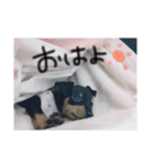 愛犬【マロンくん】（個別スタンプ：5）